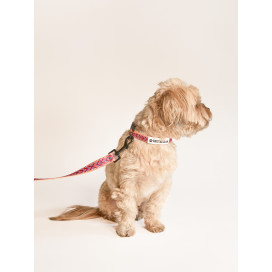 Pack Patitas Inca Arnes + Collar + Correa Collar, Correa y Arnes Perro Patitas&co Pack Patitas Inca Arnes + Collar + Correa Collar, Correa y Arnes Perro Patitas&co