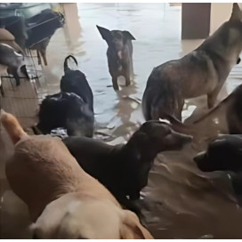 Donaciones a las Protectoras de Animales Afectadas DANA Donaciones protectoras Patitas&co Donaciones a las Protectoras de Animales Afectadas DANA Donaciones protectoras Patitas&co