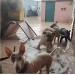 Donaciones a las Protectoras de Animales DANA