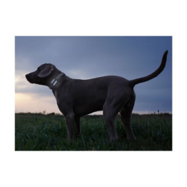 Tractive Dog 6 Black Localizador GPS para Perro Accesorios para perros Patitas&co Tractive Dog 6 Black Localizador GPS para Perro Accesorios para perros Patitas&co
