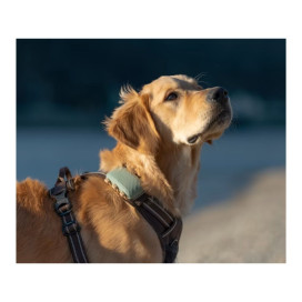 Tractive GPS Pet Tracker XL Localizador para Perros Grandes Accesorios para perros Patitas&co Tractive GPS Pet Tracker XL Localizador para Perros Grandes Accesorios para perros Patitas&co