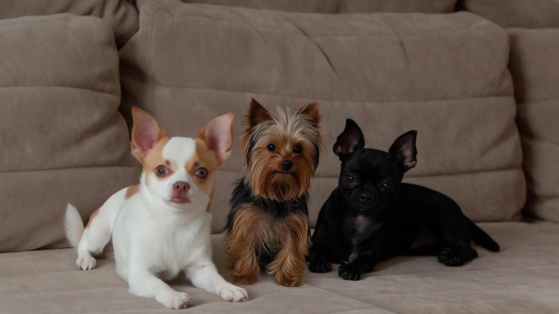 Las razas de perro más pequeñas: Amor en miniatura