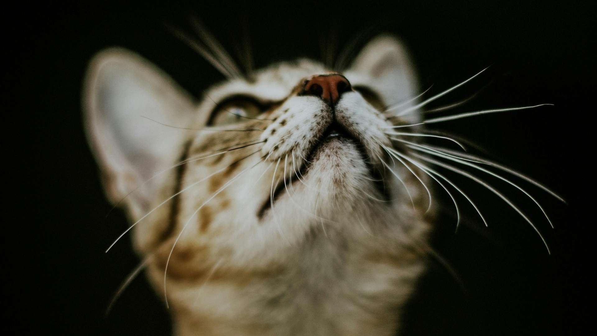¿Cómo se llaman los bigotes de los gatos? Descubre para qué sirven y qué curiosidades esconden ¿Cómo se llaman los bigotes de los gatos? Descubre para qué sirven y qué curiosidades esconden