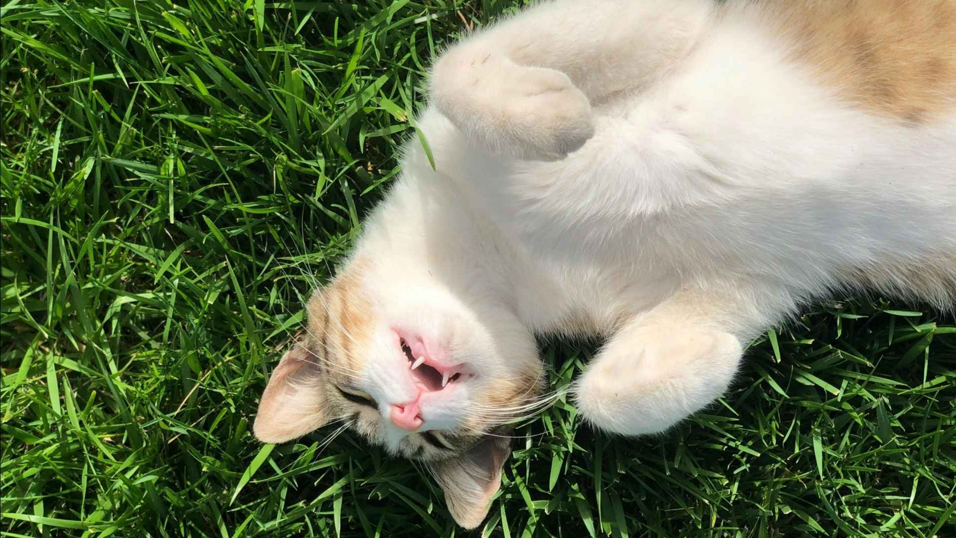 Cómo Saber si Tu Gato Tiene Calor: 5 Tips Esenciales para el Verano