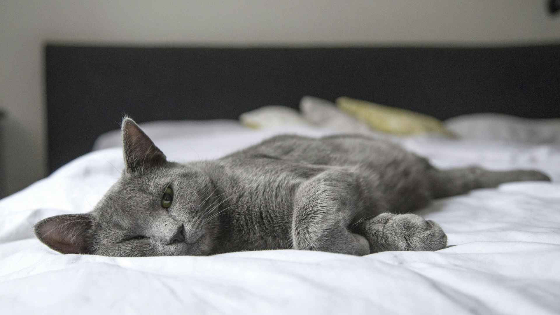 9 Razas de Gatos Grises que te Sorprenderán por su Belleza
