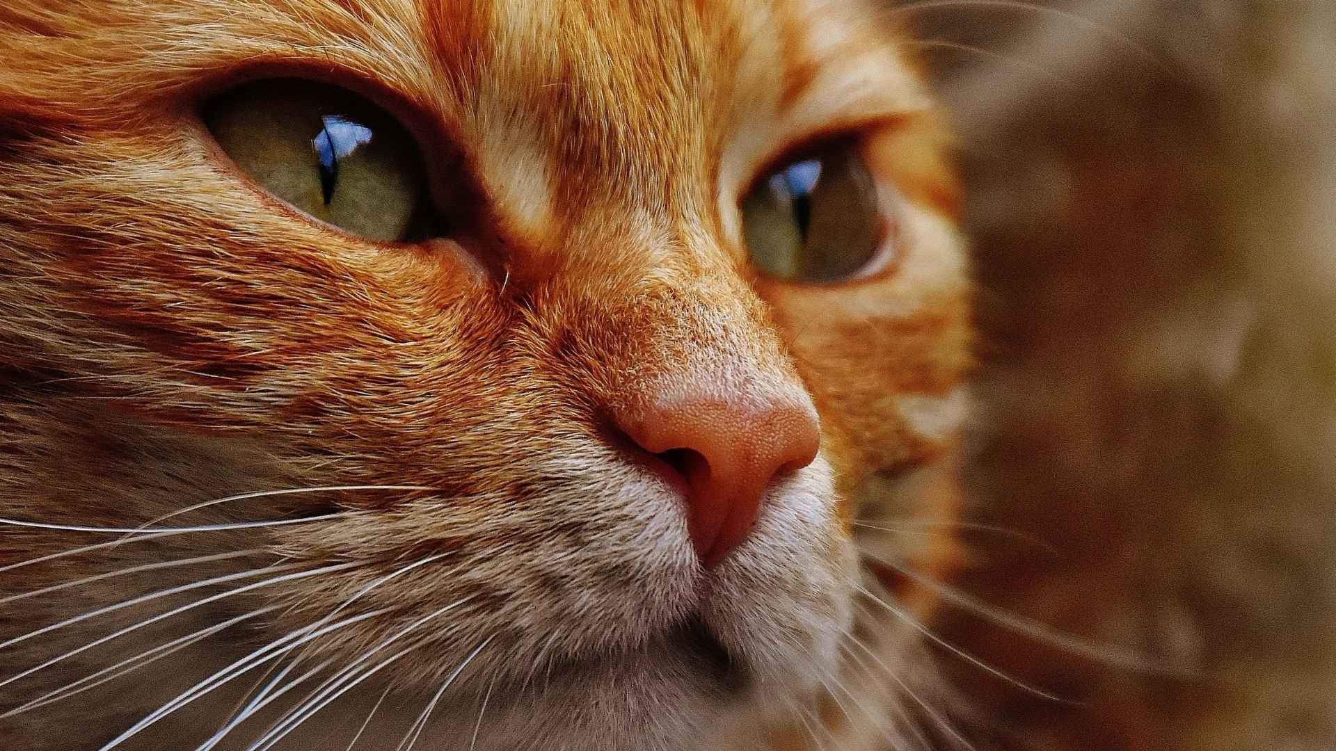 Los “Garfields” del Mundo Real: Conoce estas Razas de Gato Naranja
