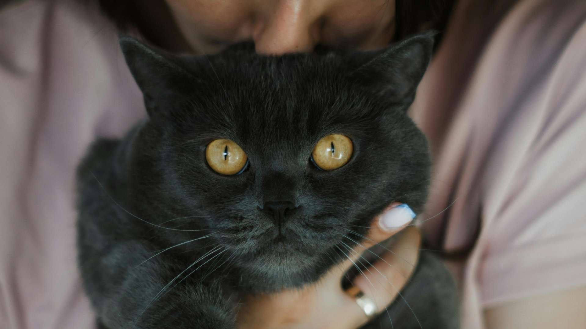 Las razas de gato que menos pelo sueltan y menos alergia producen