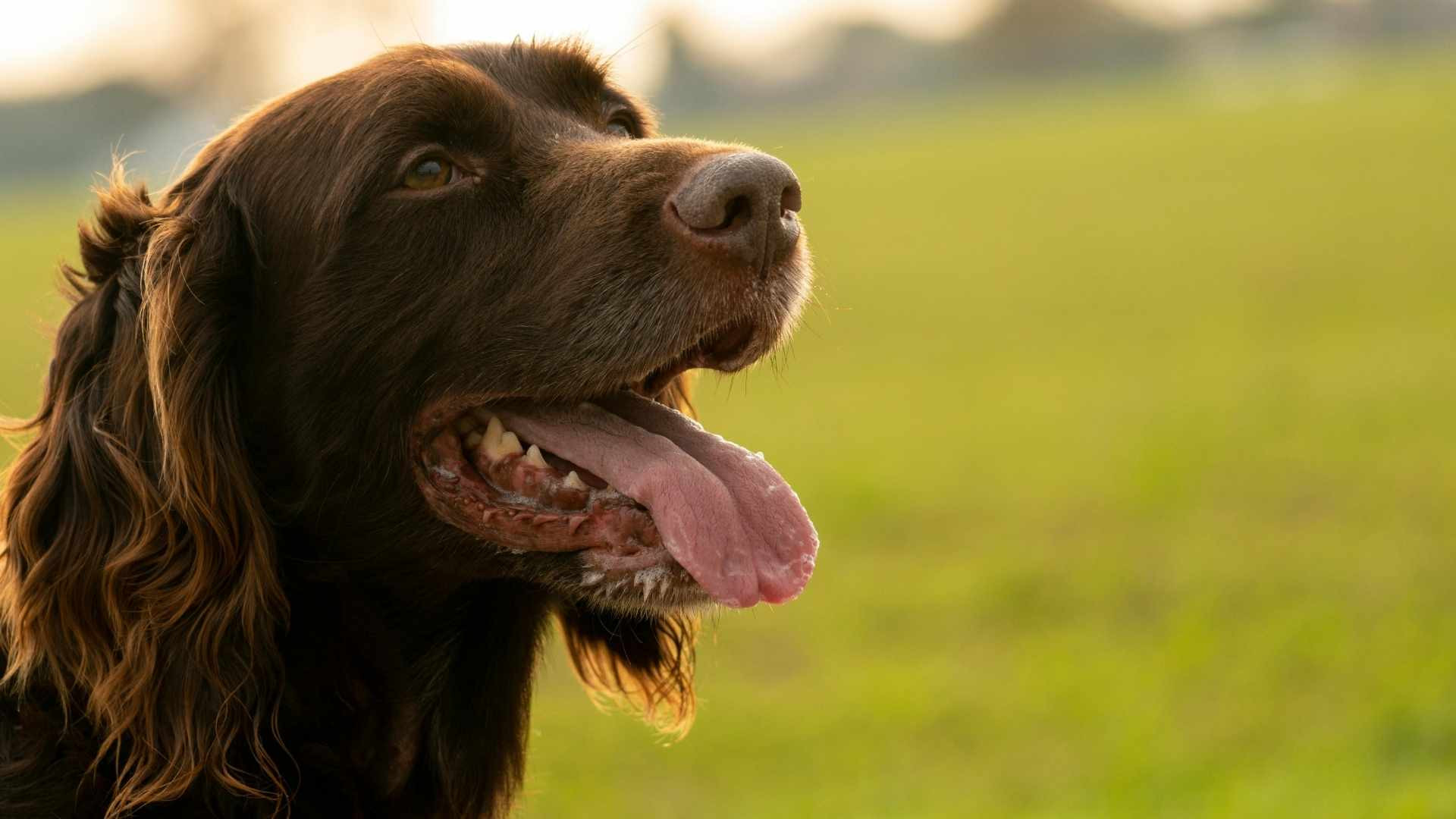 Mi perro jadea mucho: Causas y cómo calmarlo Mi perro jadea mucho: Causas y cómo calmarlo
