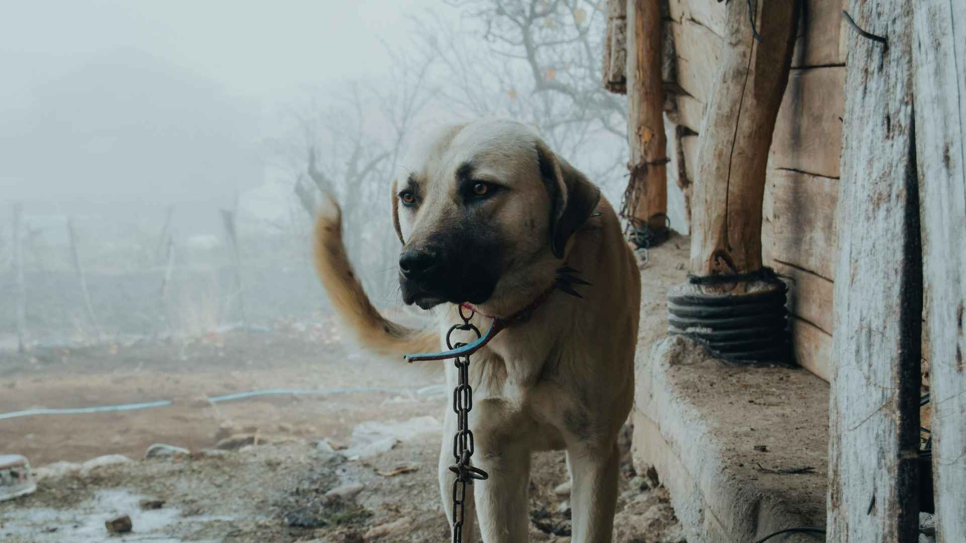 Cómo afecta a tu perro la Ley de Bienestar Animal Cómo afecta a tu perro la Ley de Bienestar Animal