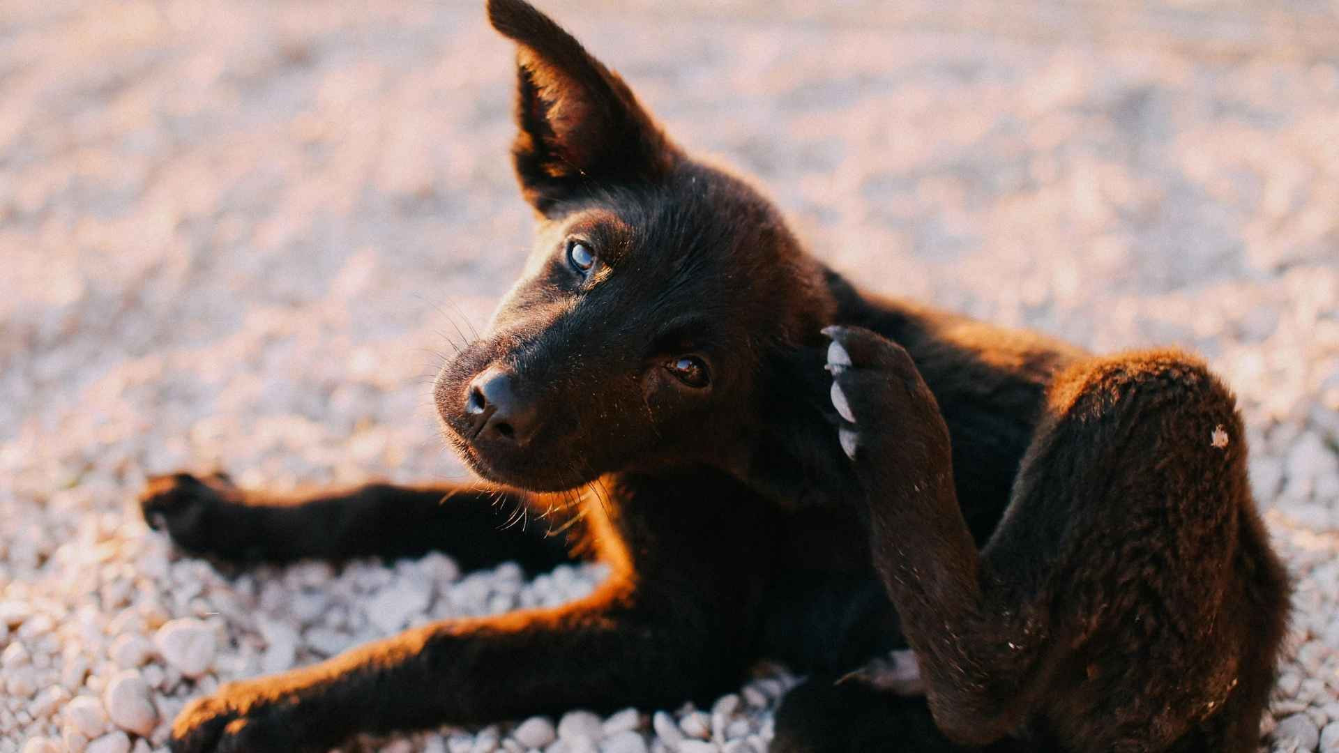 Mi perro se rasca mucho: Causas y remedios caseros Mi perro se rasca mucho: Causas y remedios caseros