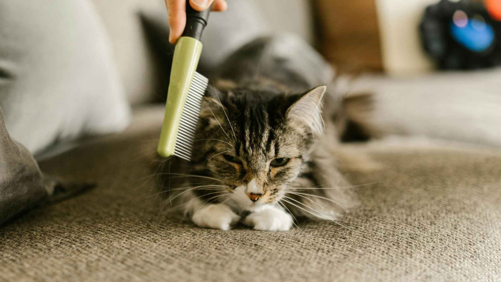 Caída de Pelo en los Gatos: Cuándo la Mudan y Duración