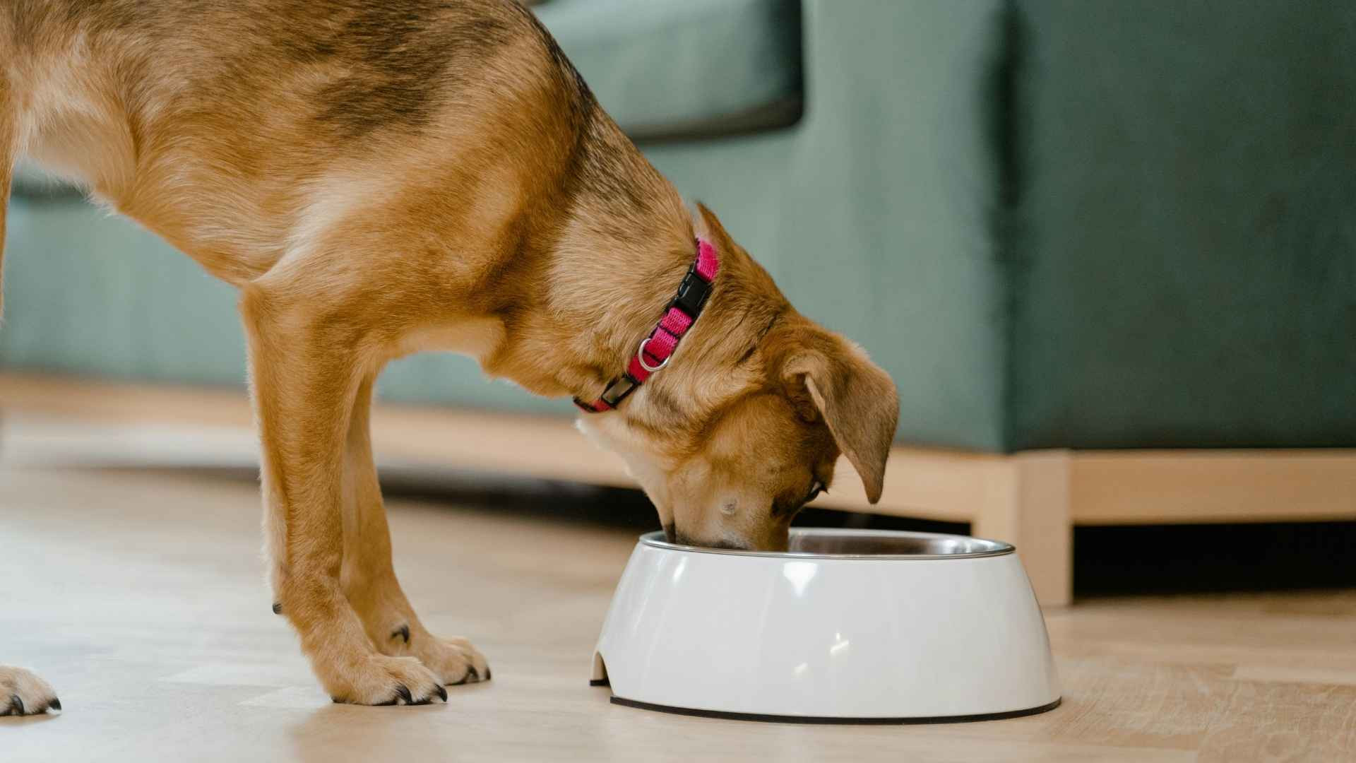 Los 12 mejores piensos para perros en 2025: marcas que nos encantan