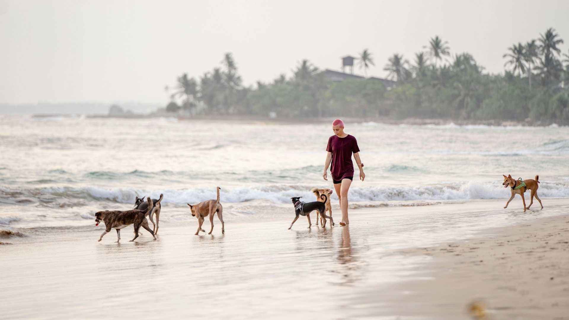Las Mejores Playas para Perros en España [Guía Patitas Playeras 2025]