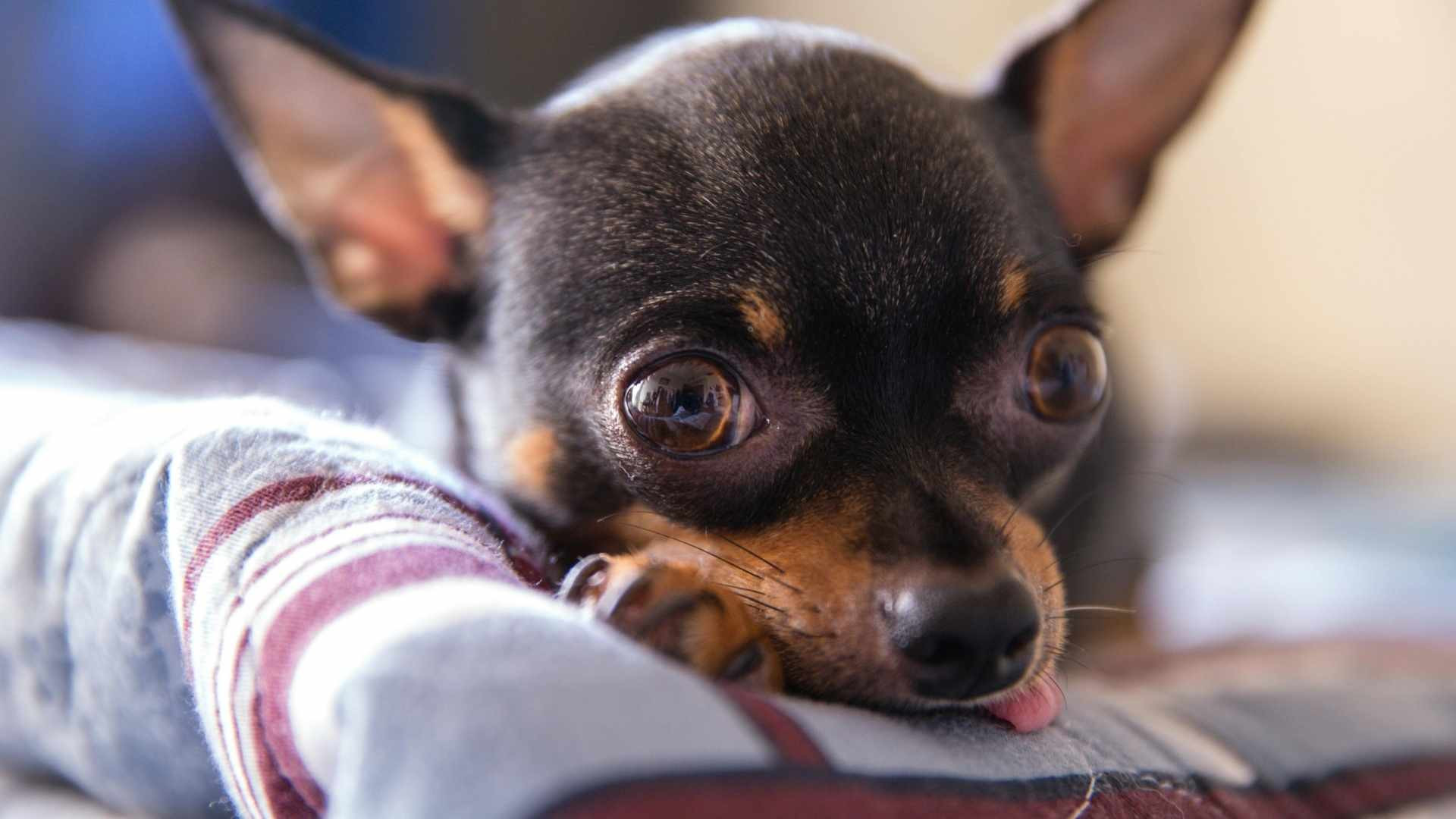 ¿Por qué lloran los perros? Lo que tu peludo intenta decirte