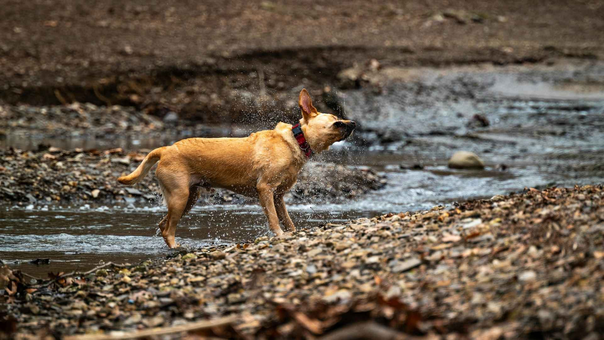Por qué se sacuden los perros: Más allá del simple gesto