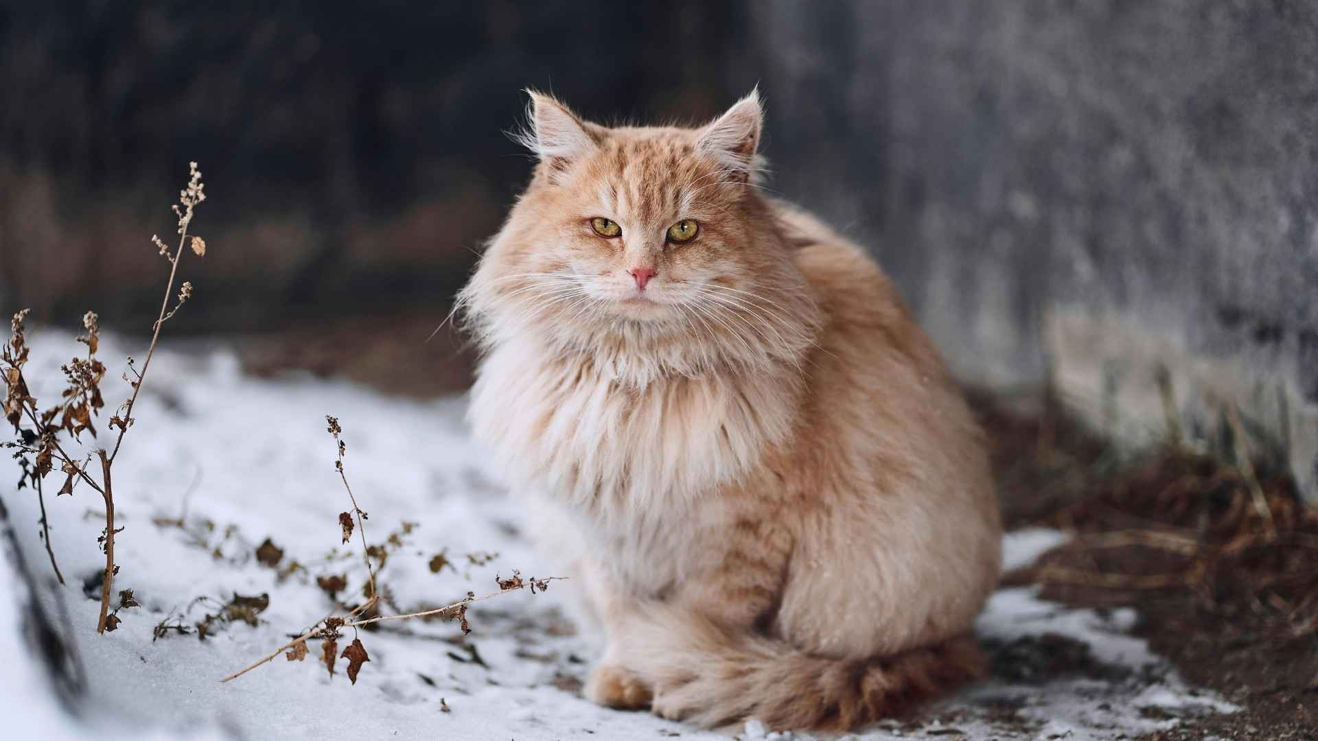 Las 10 Razas de Gato con el Pelo más Largo