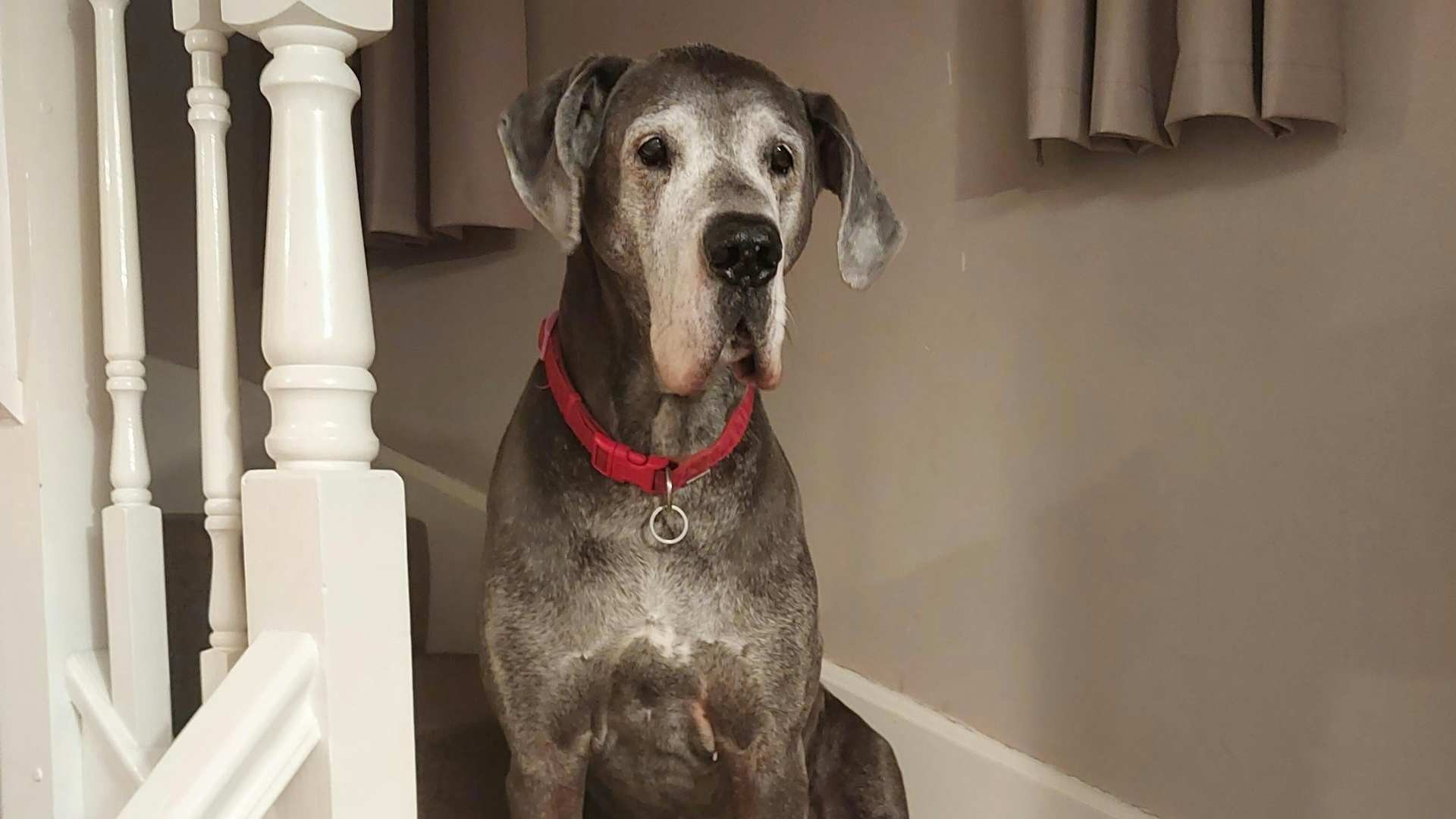 Gigantes Peludos: Las razas de perro más grandes del mundo