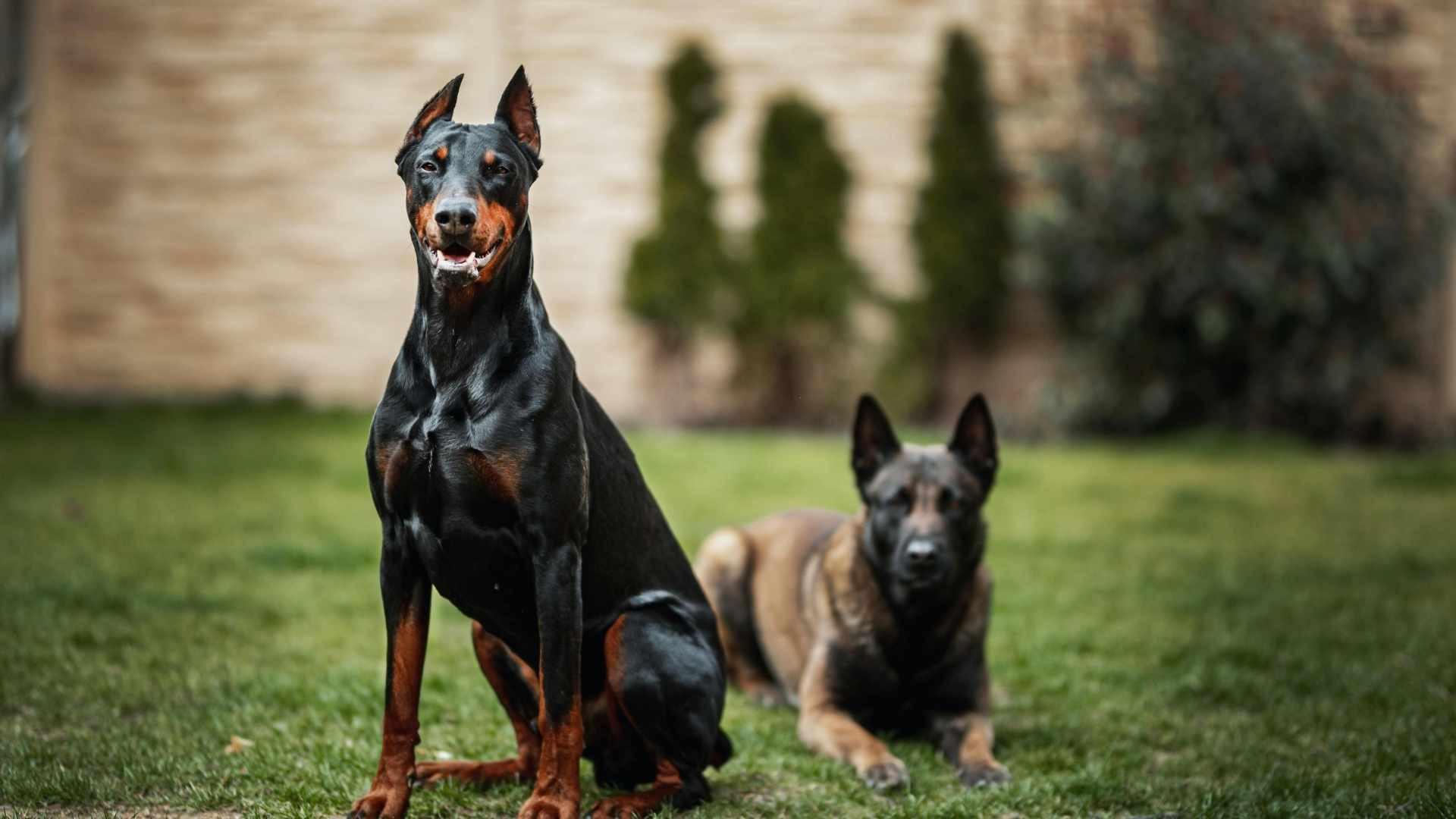 Las razas de perro más peligrosas: Mitos y Verdades