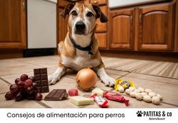 10 Alimentos tóxicos para perros
