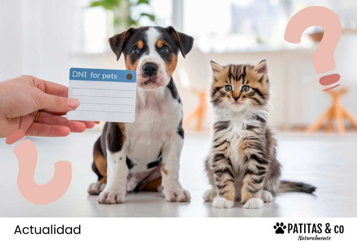 ¿Qué sabemos sobre del DNI obligatorio para perros?