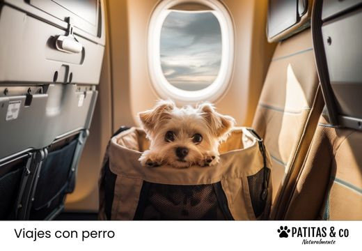 Guía esencial para viajar con perro en avión