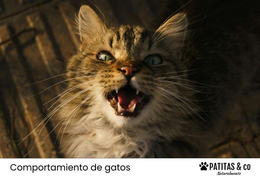 ¿Tu gato maúlla mucho y está inquieto? Causas y soluciones