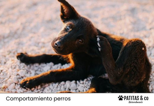 Mi perro se rasca mucho: Causas y remedios caseros