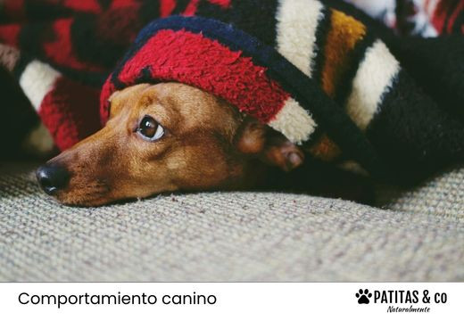¿Perro miedoso? Cómo hacer que se sienta seguro en casa y en sus paseos
