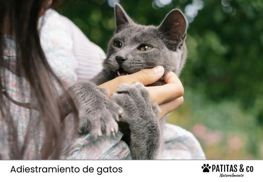 ¿Por qué los gatos muerden? Razones y cómo evitarlo