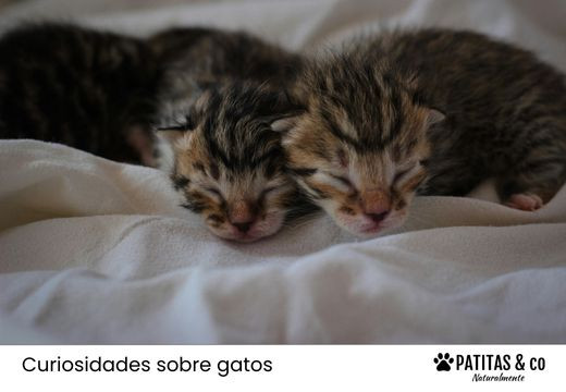 Cómo saber si un gato es macho o hembra Cómo saber si un gato es macho o hembra