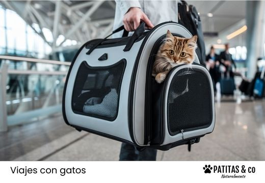 Guía completa para viajar con gatos sin estrés