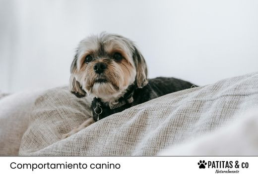 Perros y petardos: Cómo tranquilizar a un perro asustado por cohetes