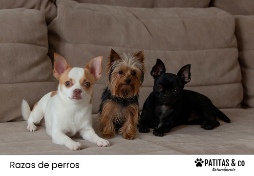 Las razas de perro más pequeñas: Amor en miniatura