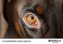 ¿Cómo ven los perros?