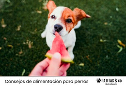 Consejos de Hidratación Casera para Perros🐶💧🌿