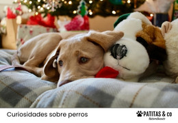 Descubre 6 Ideas de Regalos para Perros en Navidad