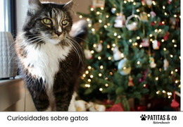 Descubre 6 ideas de regalos para gatos en Navidad