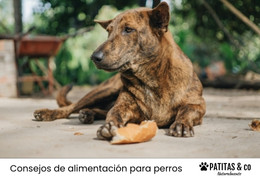 ¿Es bueno el pan para perros?