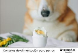 ¿Los perros pueden comer huevo?