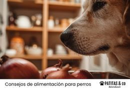 ¿Los perros pueden comer cebolla?