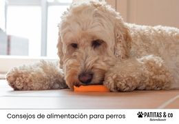 ¿Los perros pueden comer zanahoria?