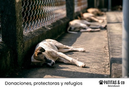 Maltrato animal y protectora de animales
