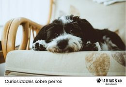 Música relajante para perros