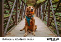 ¿Qué arnés es mejor para tu perrhijo? ¿Qué arnés es mejor para tu perrhijo?