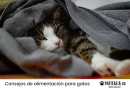 ¿Qué debe comer un michi con Insuficiencia Renal? ¿Qué debe comer un michi con Insuficiencia Renal?