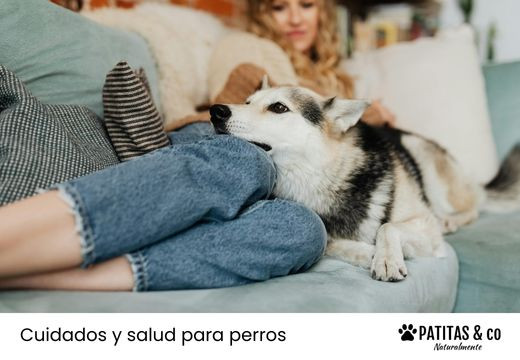 ¿Le suenan las tripas a tu perro? Te explicamos por qué y qué hacer