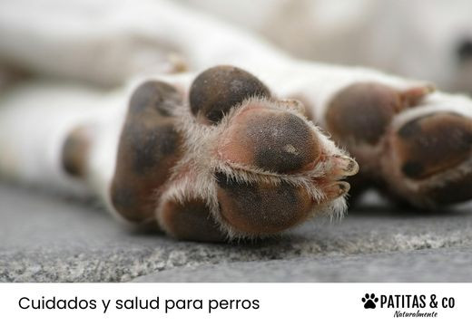 Guía para el cuidado de las almohadillas de los perros