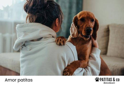 Señales para saber si mi perro me quiere