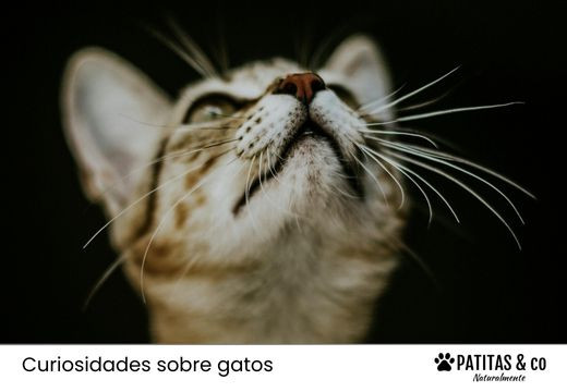 ¿Cómo se llaman los bigotes de los gatos? Descubre para qué sirven y qué curiosidades esconden