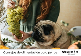 ¿Los perros pueden comer uvas?